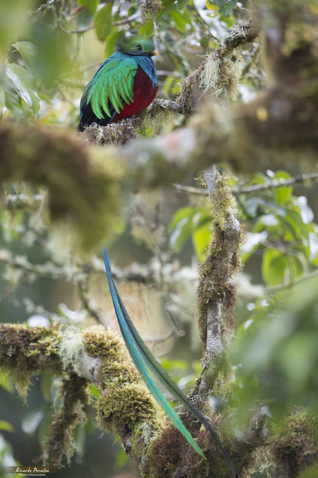 Todo sobre los animales de Costa Rica - PANGEA The Travel Store